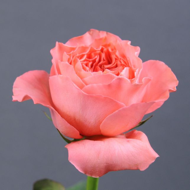 Rose Candy Expression 🌺 buy in Kyiv with delivery - price from