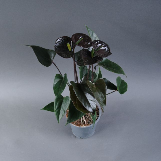 Anthurium Black Love  buy in Kyiv with delivery - price from Kamelia