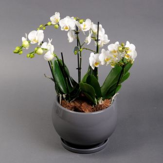 Мини орхидея микс в кашпо