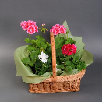 Пеларгония микс в корзине