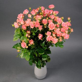 Pink Vanessa rose spray