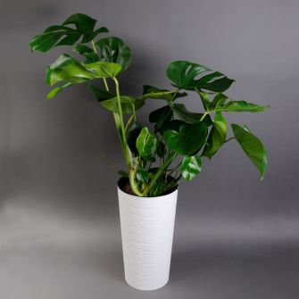 Монстера в кашпо