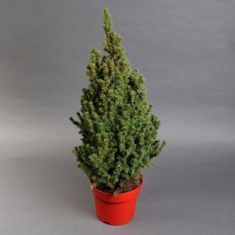 Ялинка Коніка