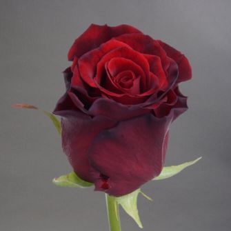 Троянда Гран Прі