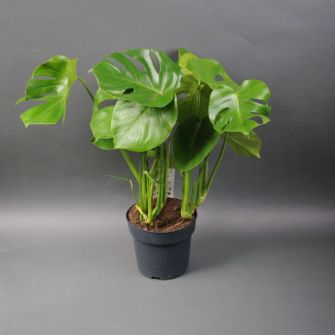 Монстера Monstera d17 h75