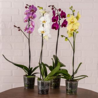 Фаленопсіс Phalaenopsis Mix 1 Tak