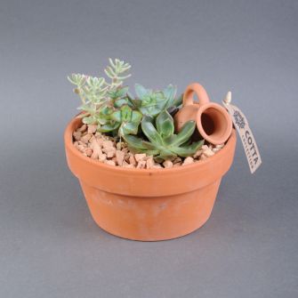 Composition of plants in a basket 18x15