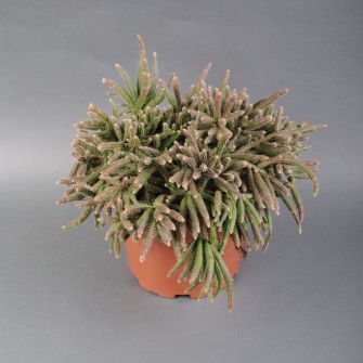 Rhipsalidopsis 25 cm
