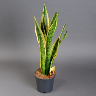 Сансевієрія Sansevieria d14 h55