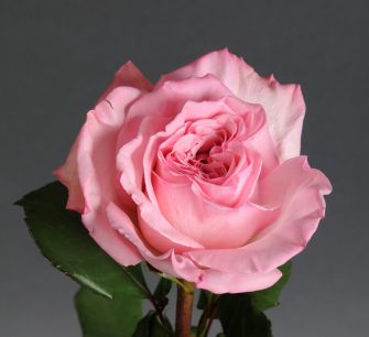 Роза Пинк Охара