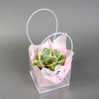 Пеперомія у подарунковому пакеті