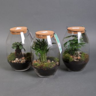 Florarium in assortment