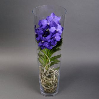 Орхидея Ванда