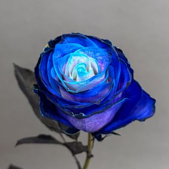 Ultramarine rose painted