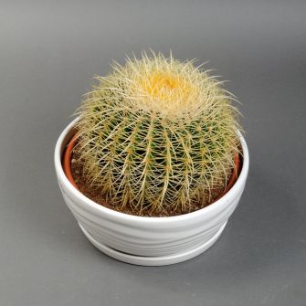 Кактус 30см в кашпо
