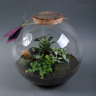 Зелені рослини. Композиція тераріум 39/28