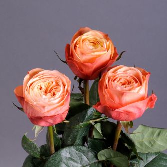 Троянда Кахала