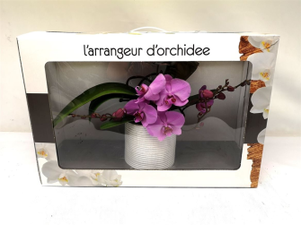 Фаленопсіс Phalaenopsis Formidable Mix