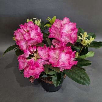 Rhododendron