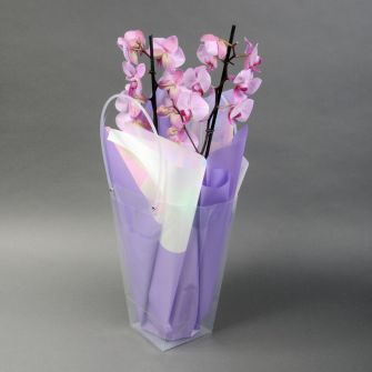 Орхидея Фаленопсис в упаковке