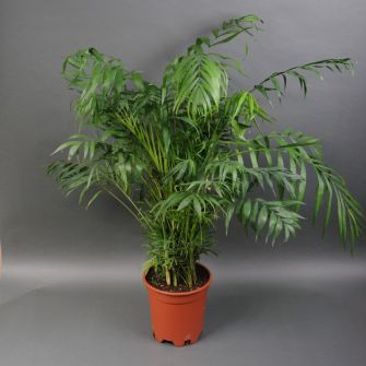 Palm Chamaedorea