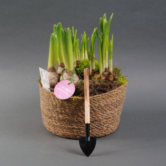 Цибулинні квіти мікс голл. d21 композиція