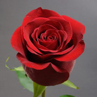 Троянда Фрідом