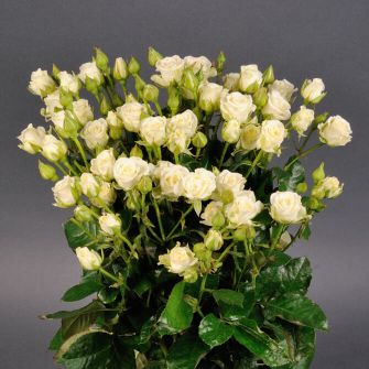 Роза Сноу Флэйк спрей