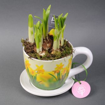 Нарцис Narcis в чашке d20