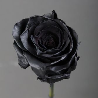 Black painted rose
