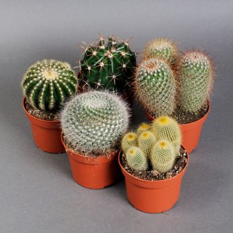 Cactus assorted