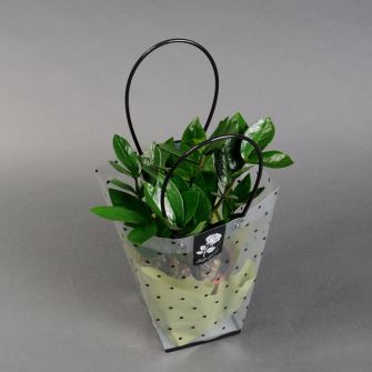 Заміокулькас 40 см в у подарунковому пакеті