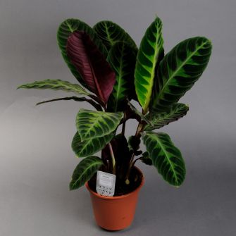 Calathea