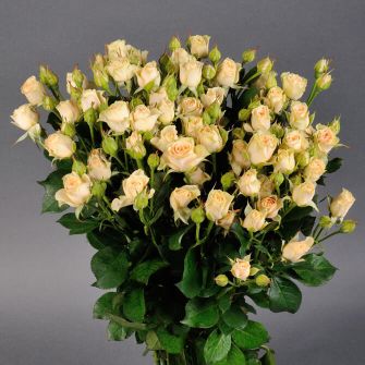 Роза Елена спрей