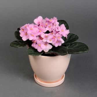 Фіалка в кашпо