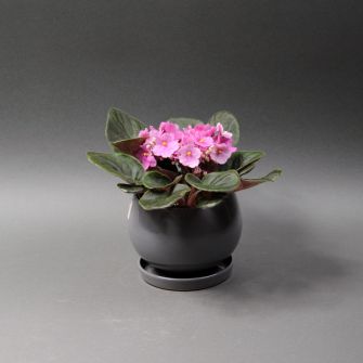 Фиалка в кашпо в ассортименте