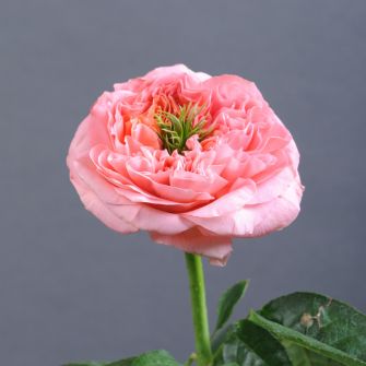 Rose Mandarin Expression