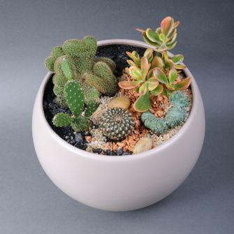 Флорариум сукулентов №9