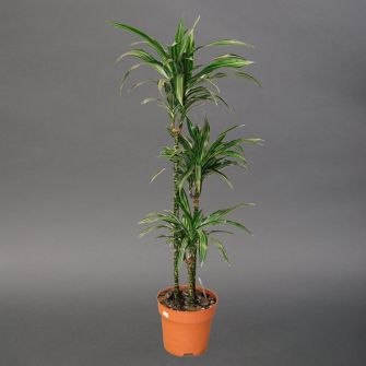 Dracaena 3 stems
