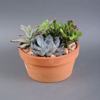 Plant composition in a ceramic pot 20x18