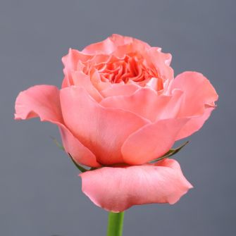 Роза Кенди Экспрешн