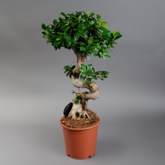 Фикус Джинсенг (Ginseng)