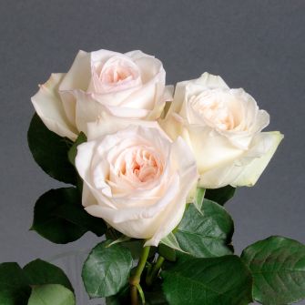 Троянда Вайт Охара