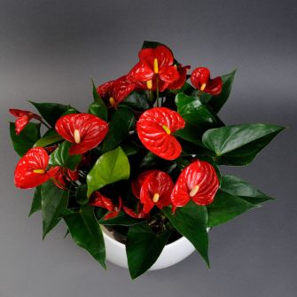 Anthurium in pot
