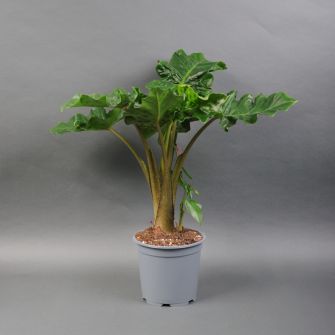 Alocasia Polly 50 cm