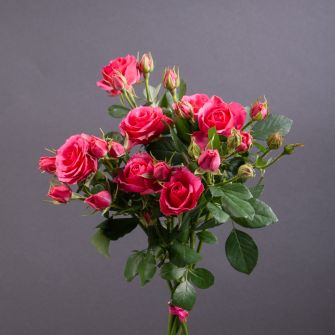 Ред Алексін спрей