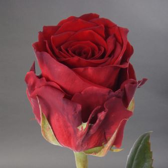 Троянда Марічка