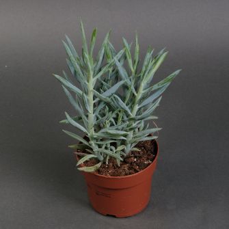 Куріо Маунті