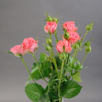 Роза Лаки Йо-Йо спрей