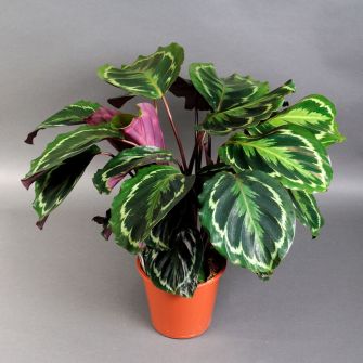Calathea